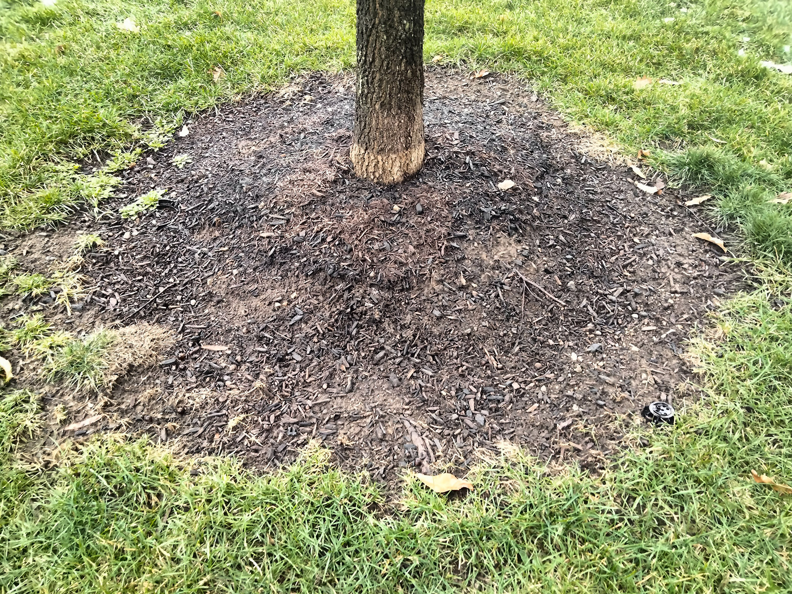 How to Mulch Around Trees